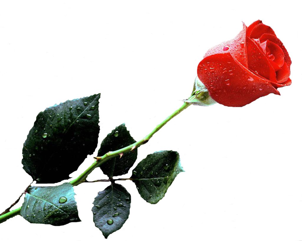 Роза с шипами лежит