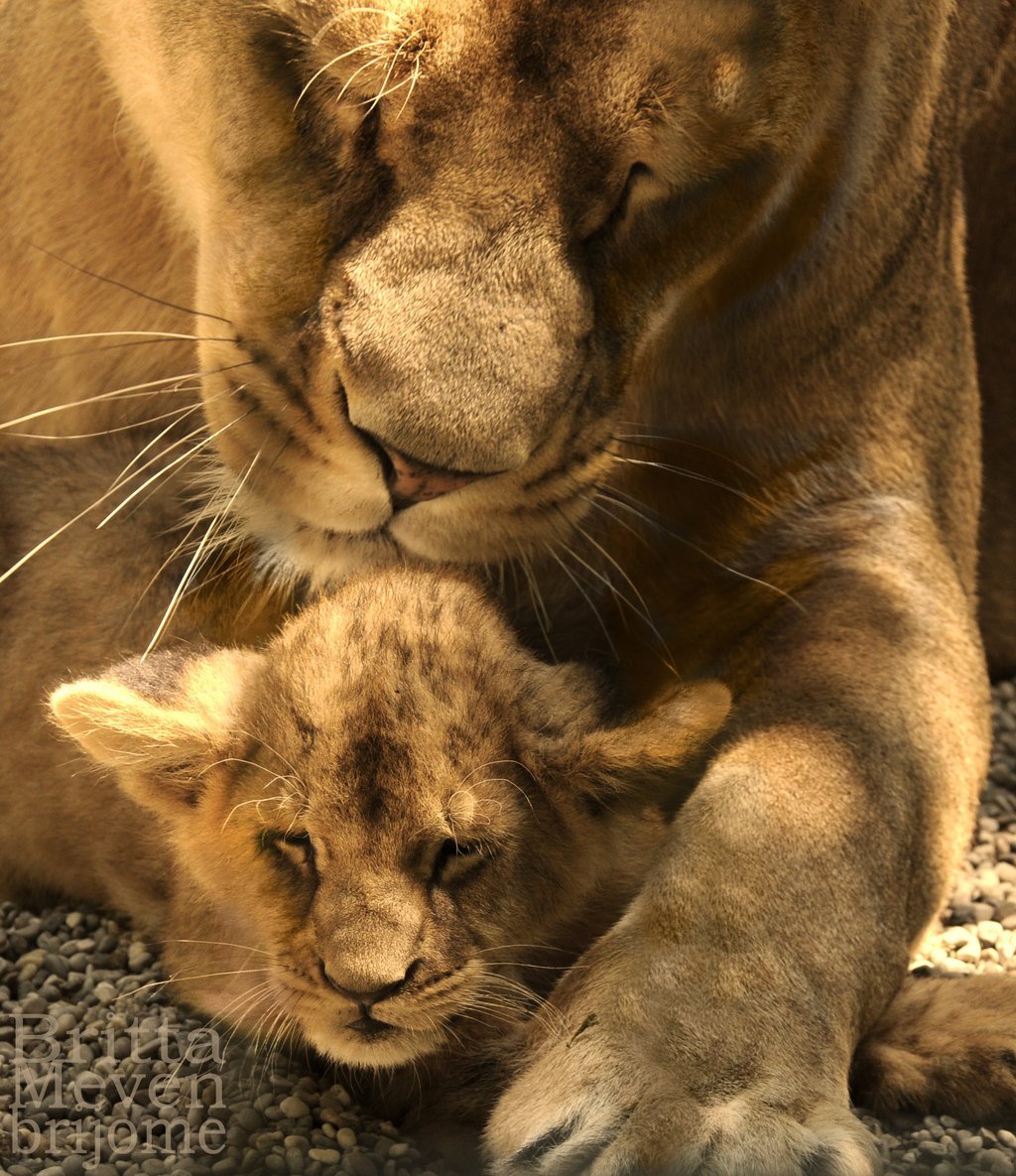 Львы картинки любовь