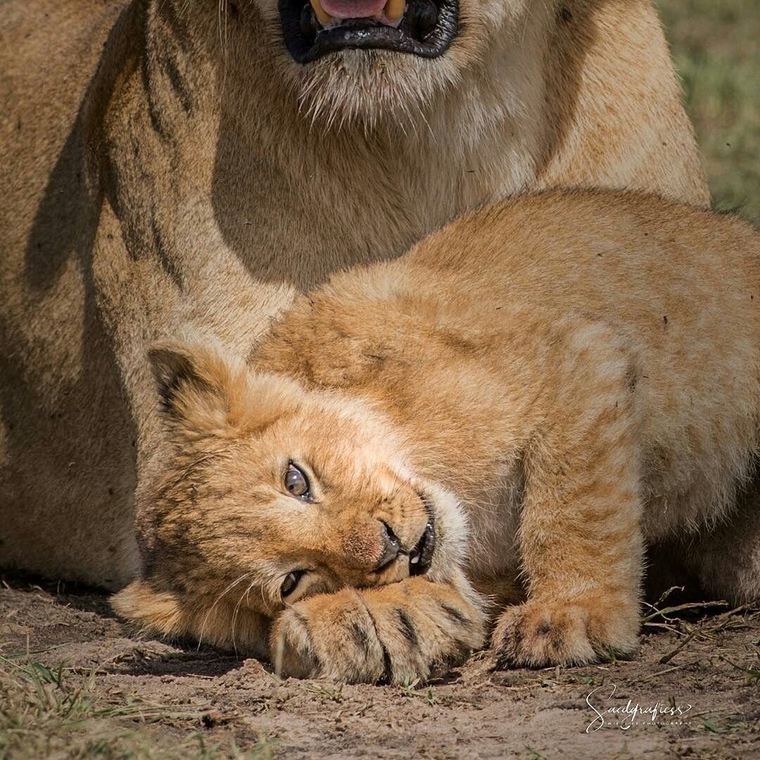 Львенок котенок