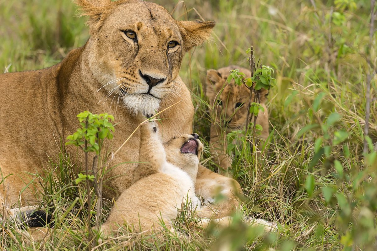 Два львенка картинки