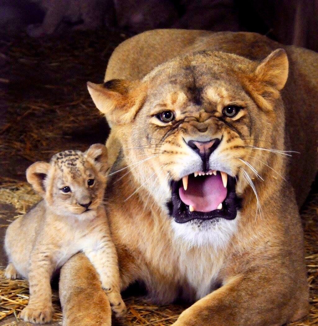 Львица защищает