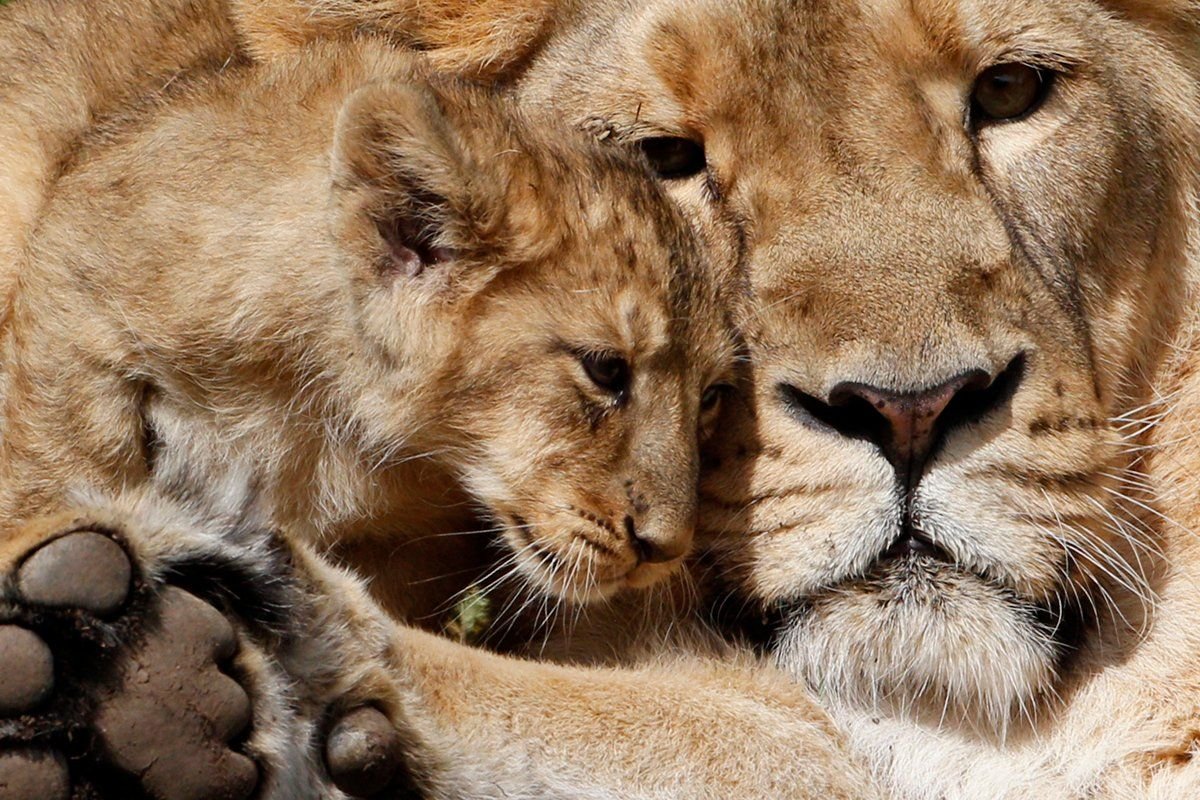 Львица с дочкой