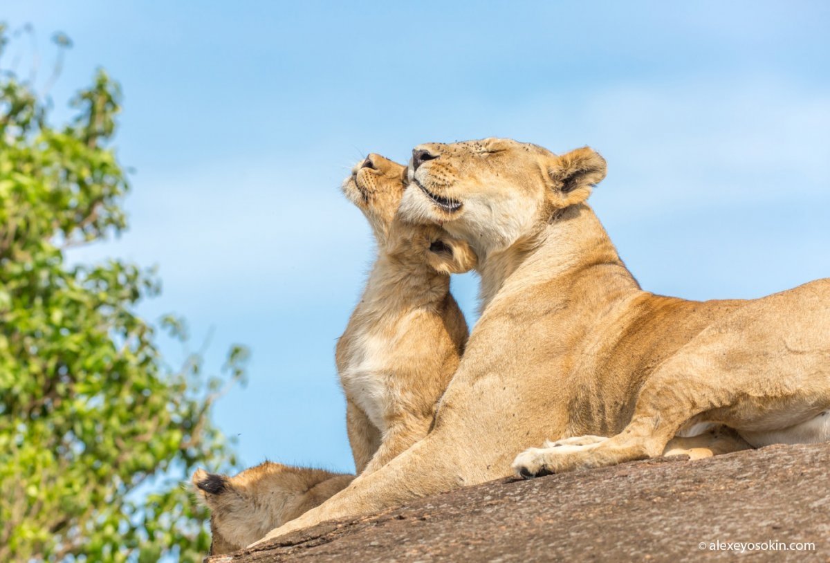 Мама львица и Львенок