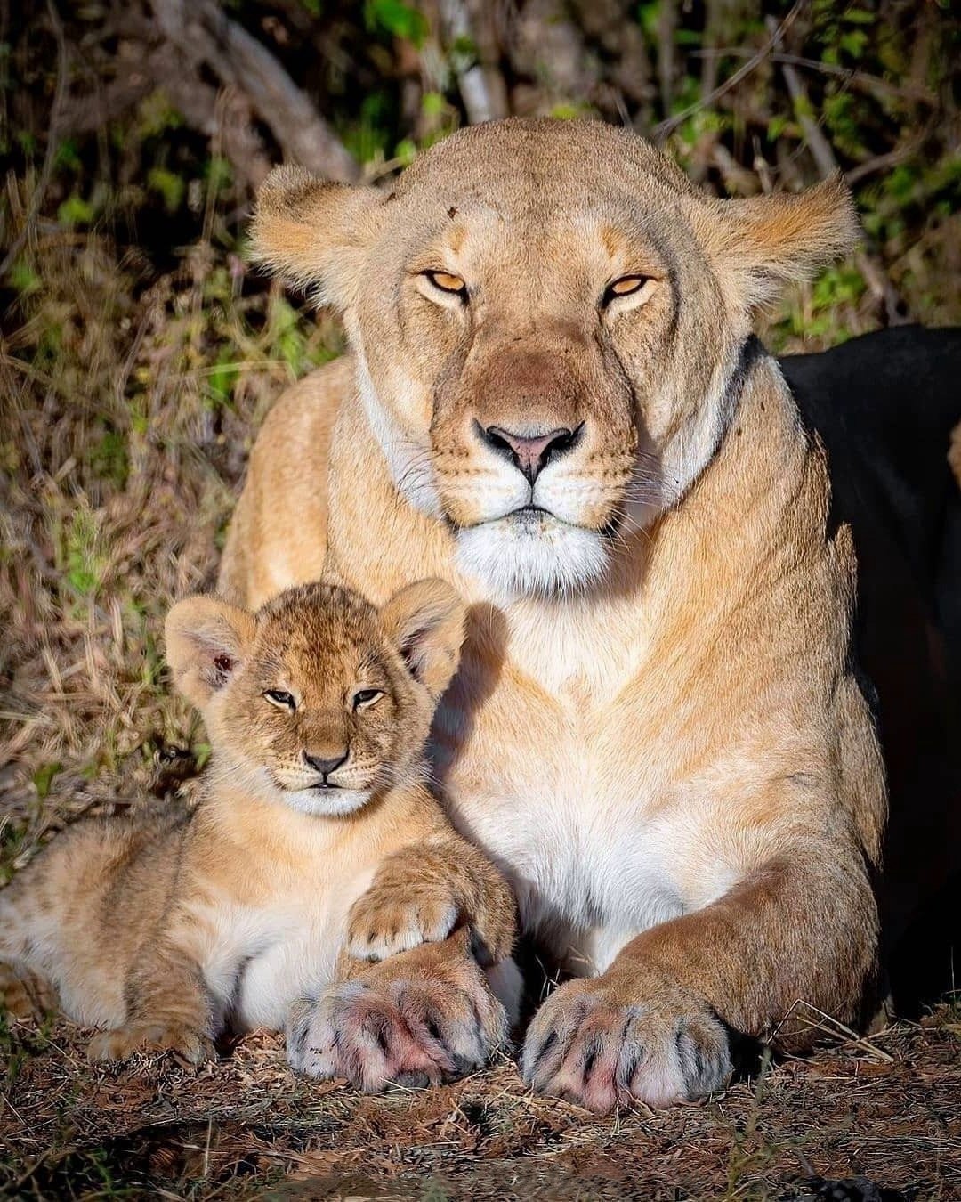 Львица львенокльвенок