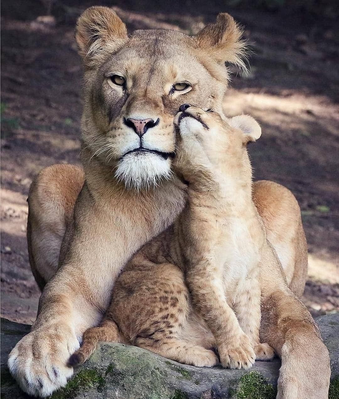 Львица и Львенок