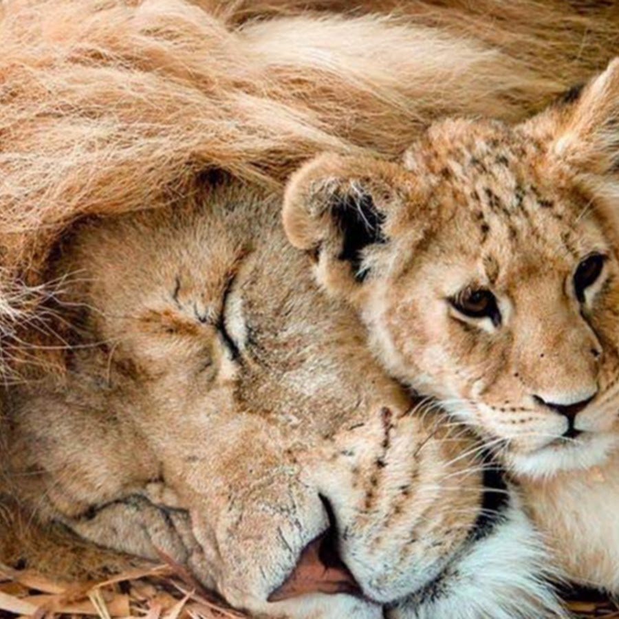 Лев и Львенок