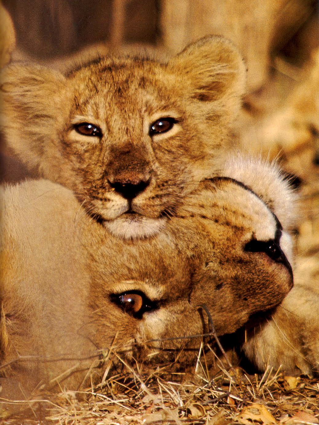 Много львят