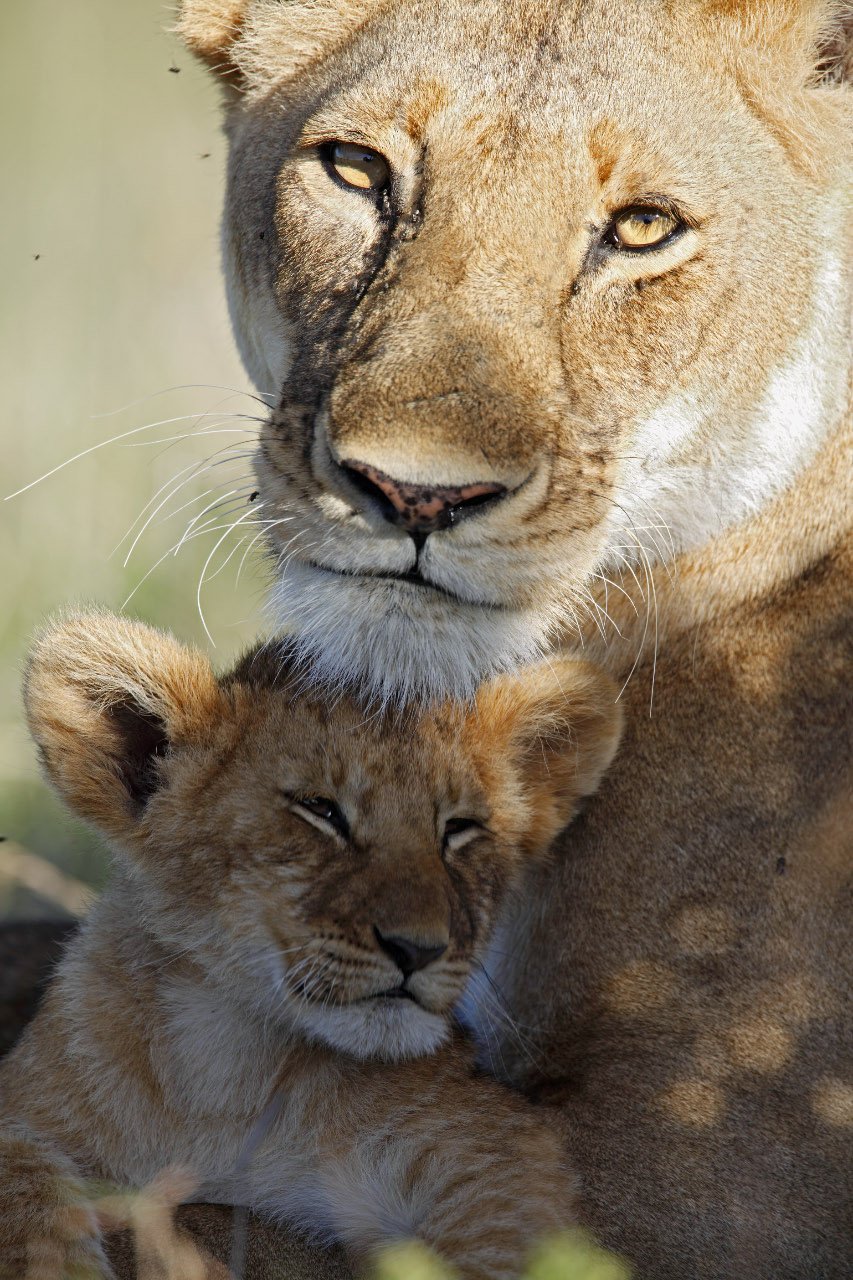 Львица со львенком тренд