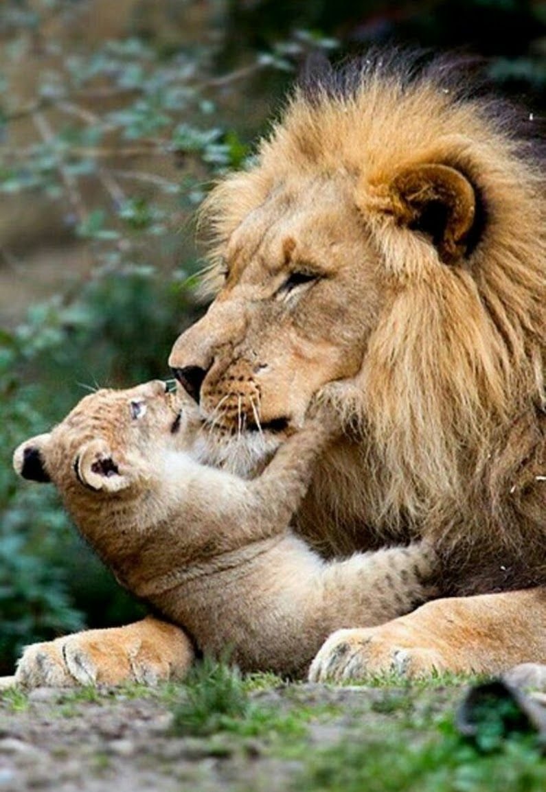 Лев и Львенок