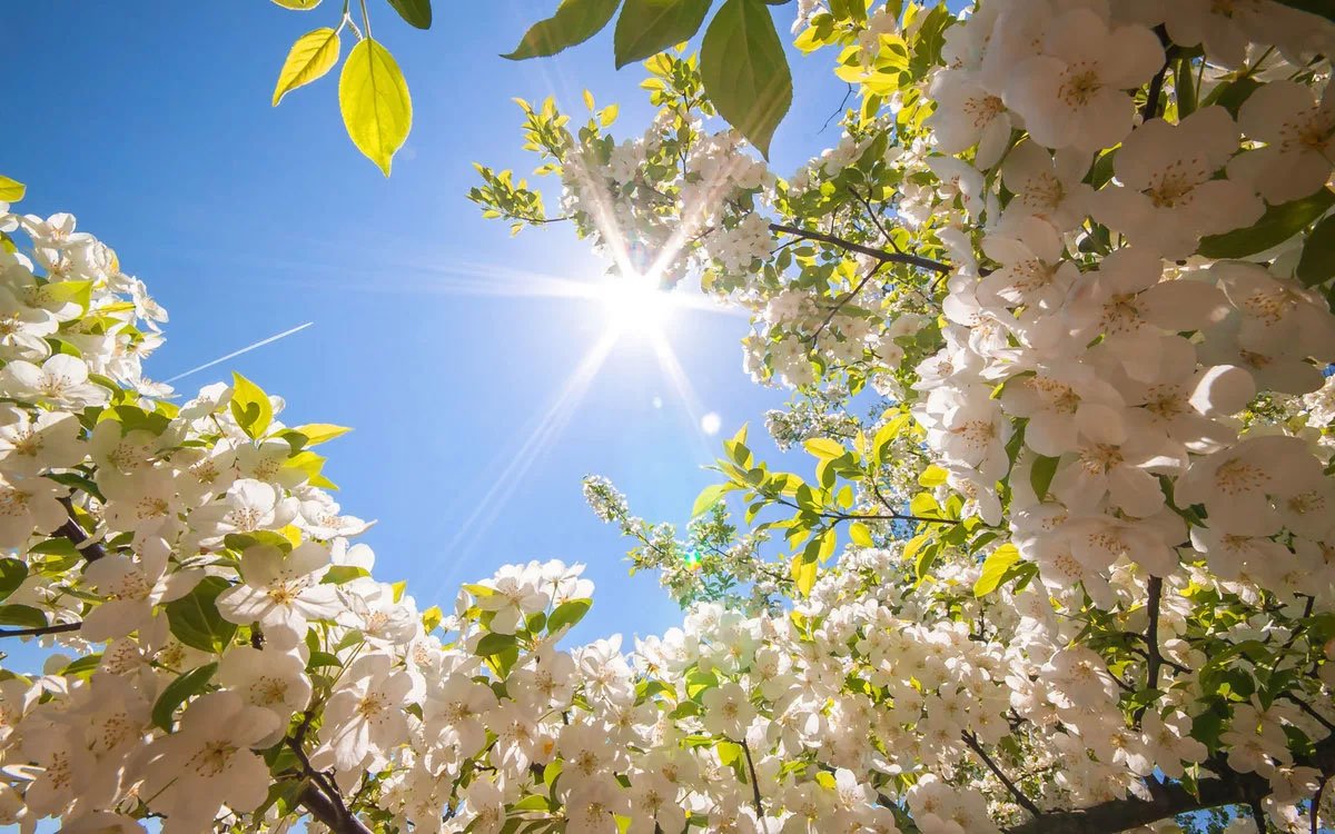 Цветущая яблоня