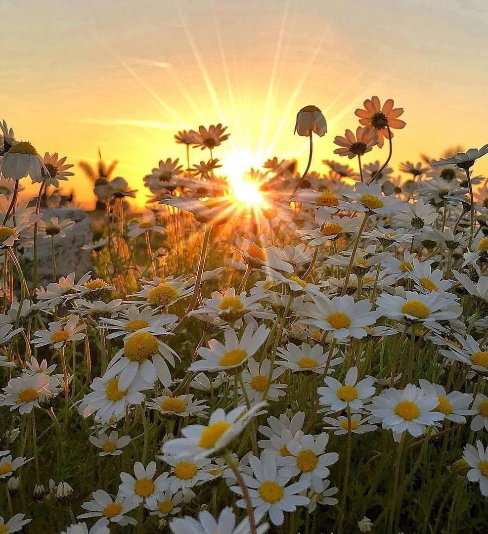 Поле ромашек