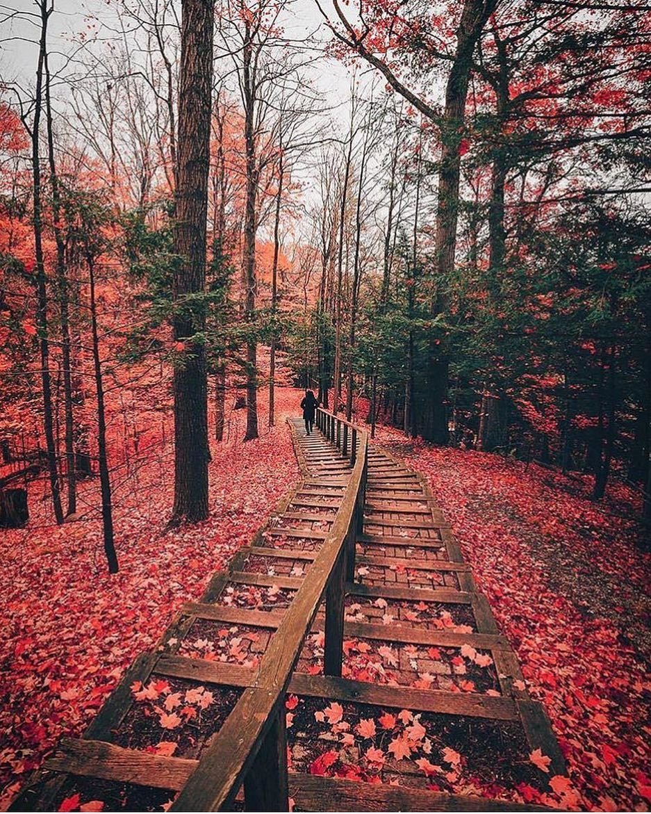 Природа без людей