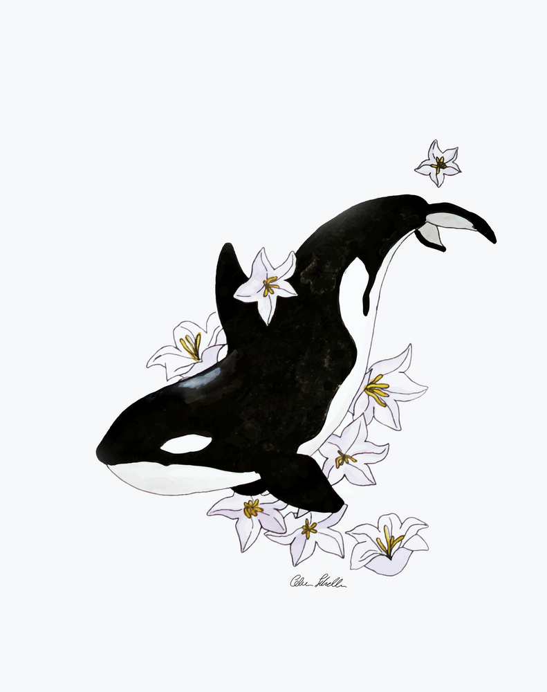 Касатка рисунок