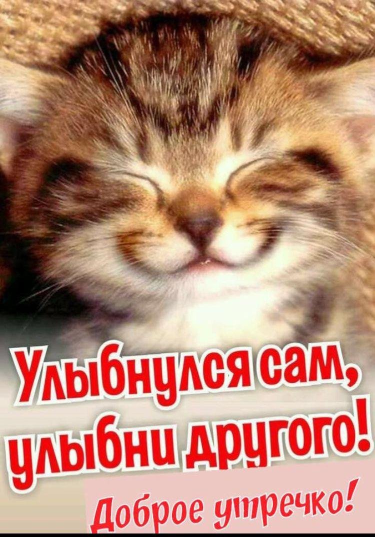 Смешные картинки с добрым утром