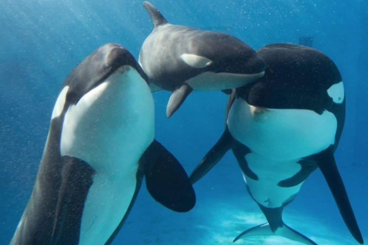 Белуха и Касатка