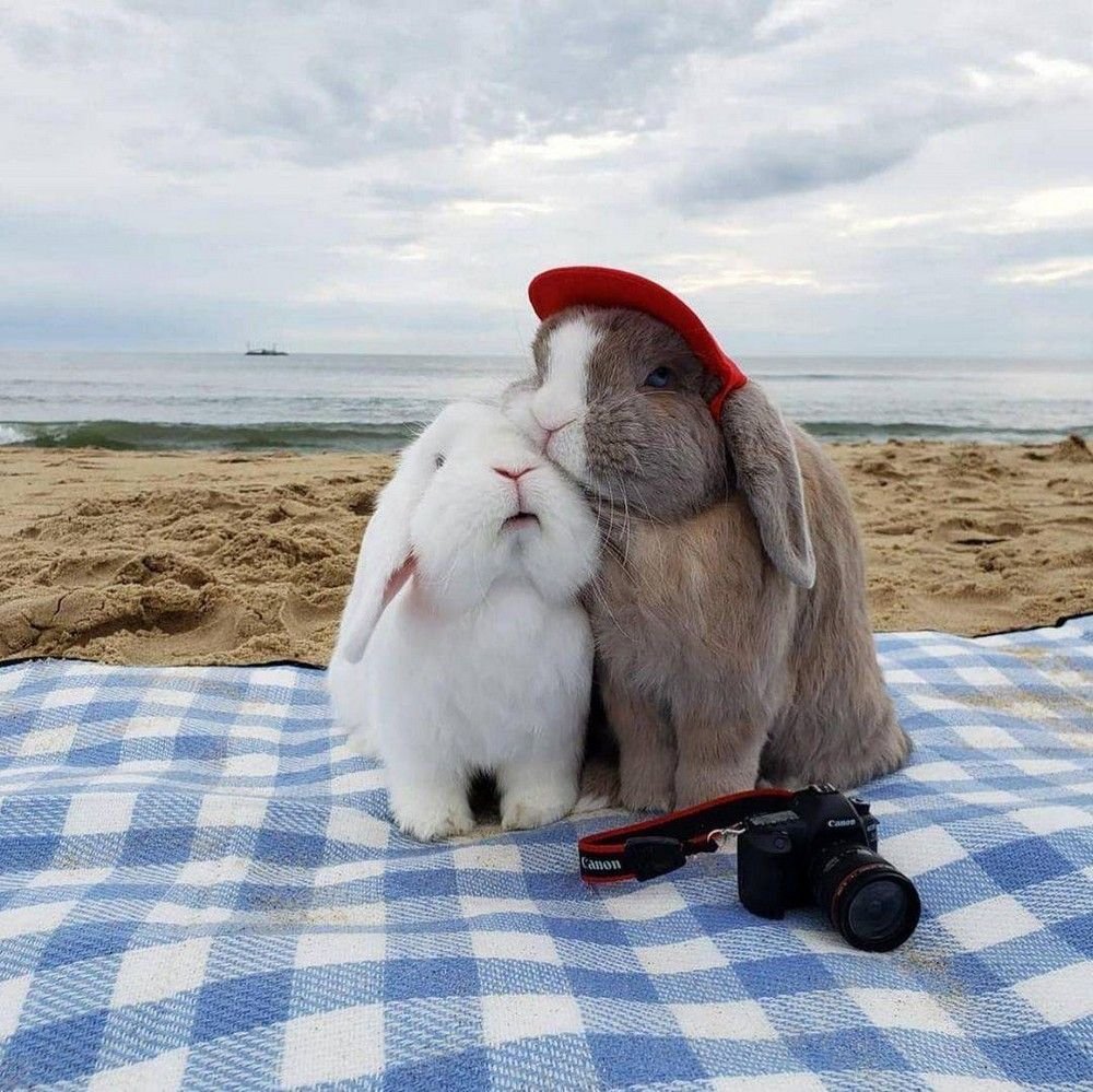 Зайчик с морковкой