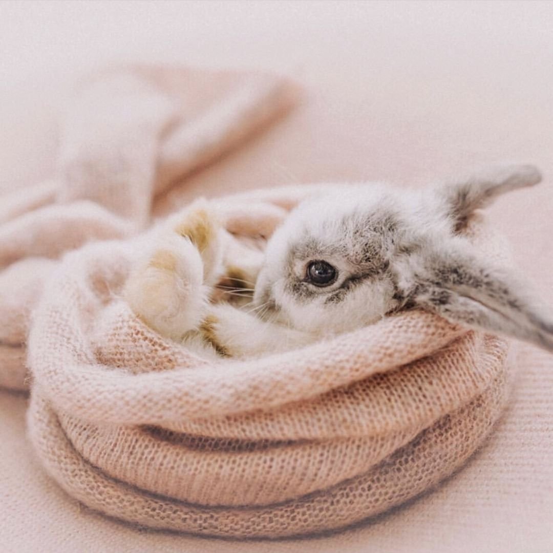 Доброе утро зайчик