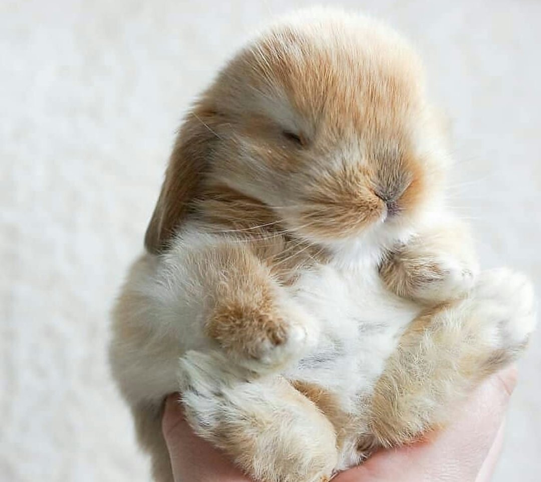 Доброе утро зверушки