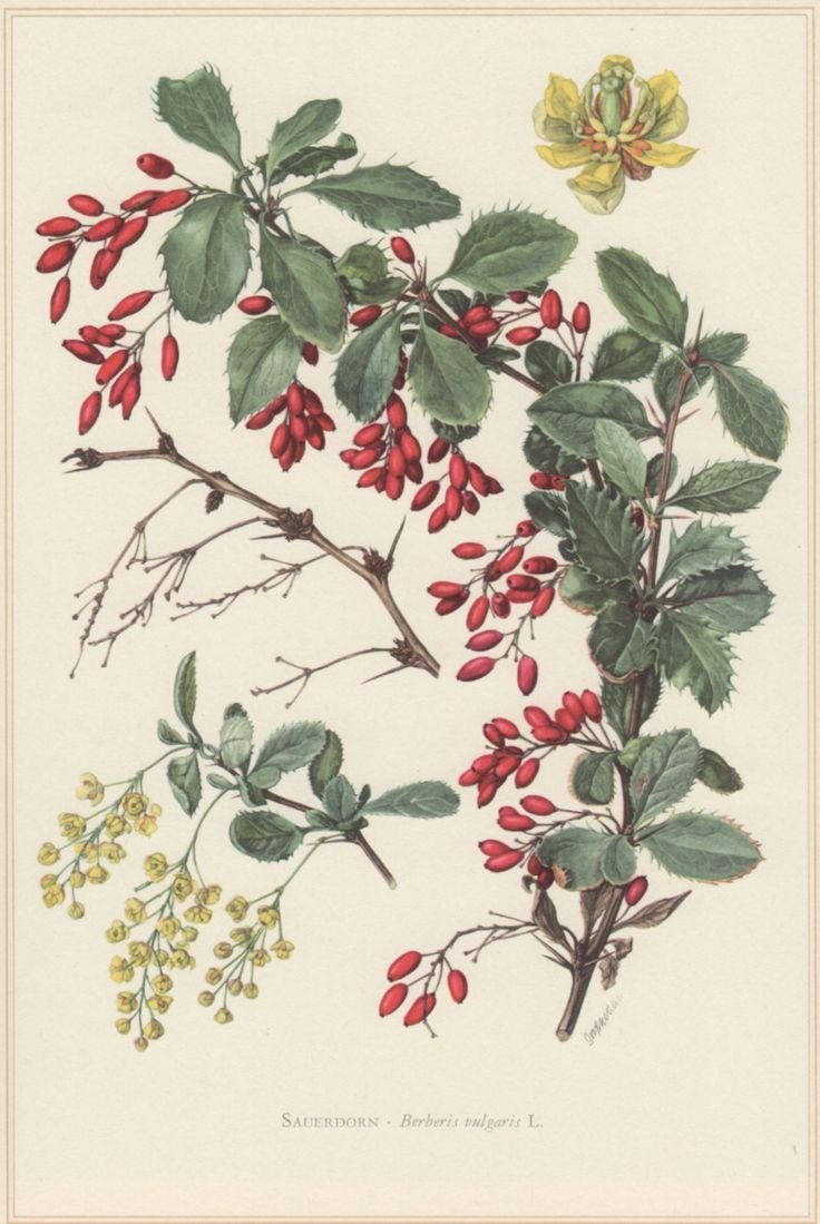 Барбарис обыкновенный Фармакогнозия