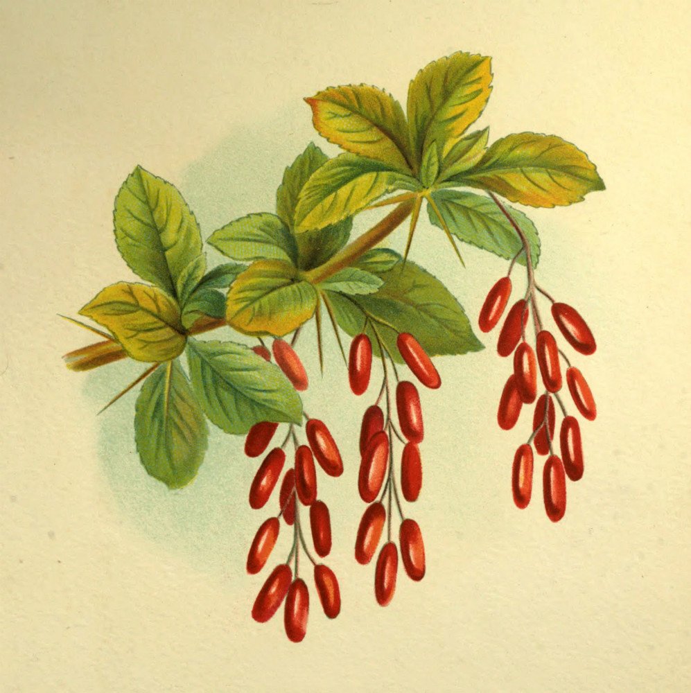 Барбарис обыкновенный ботаника