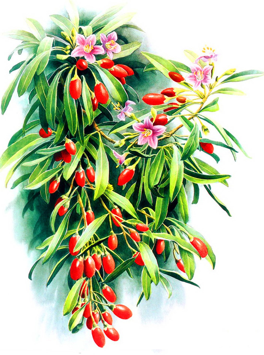 Художник Zeng Xiao Lian.акварель