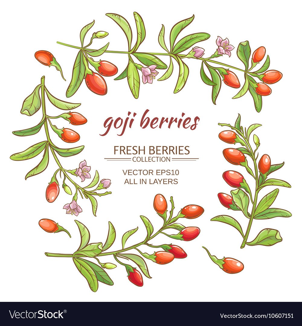 Ягоды годжи рисунок