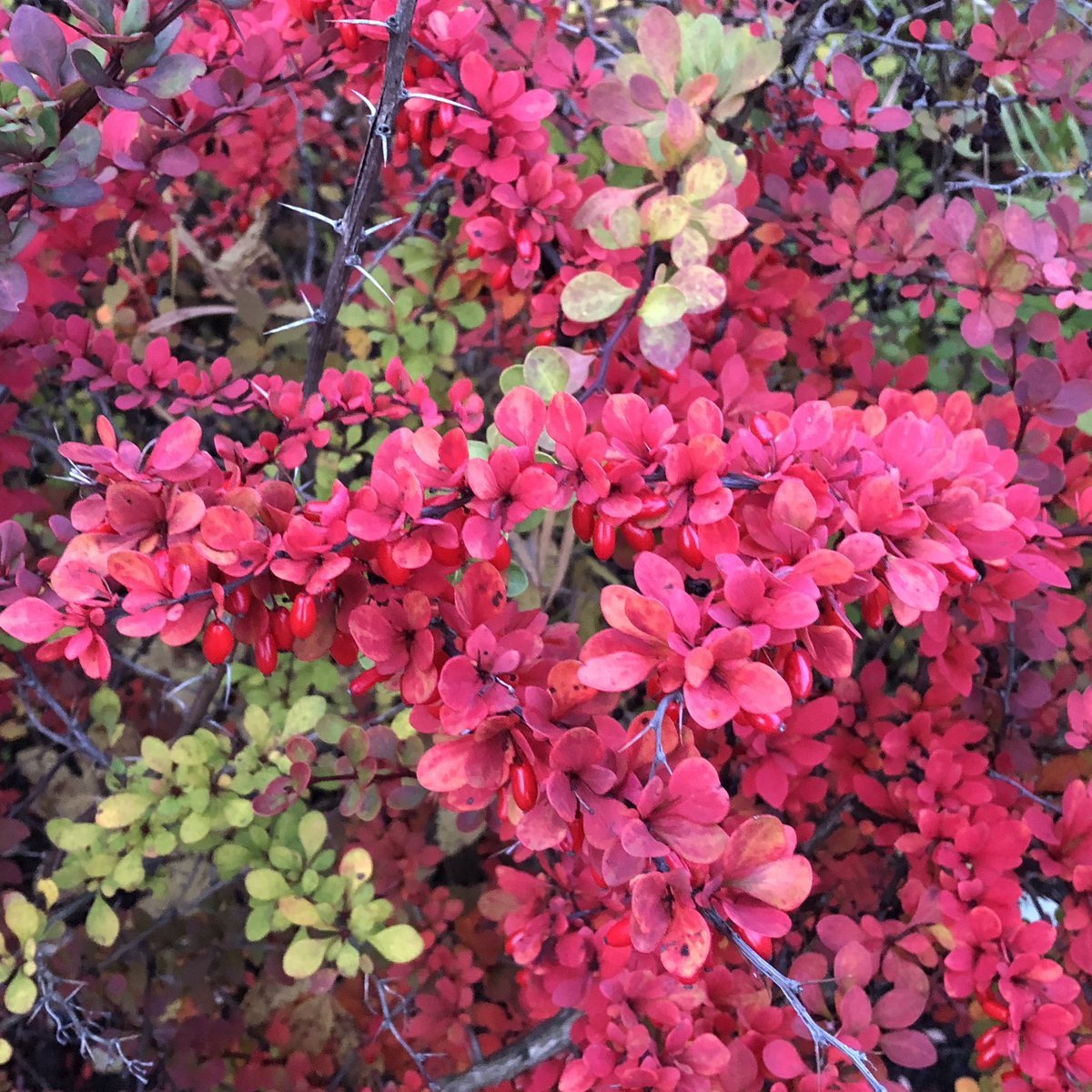 Барбарис Тунберга пурпурнолистный