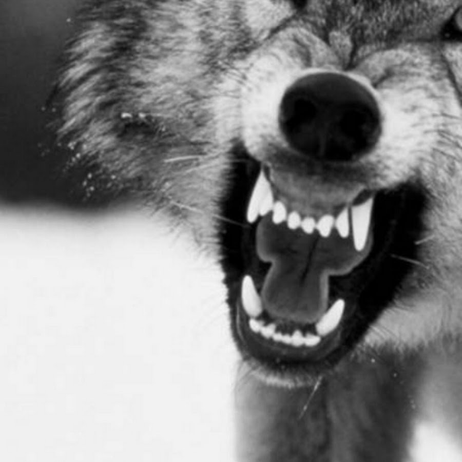 Оскал волка аватар