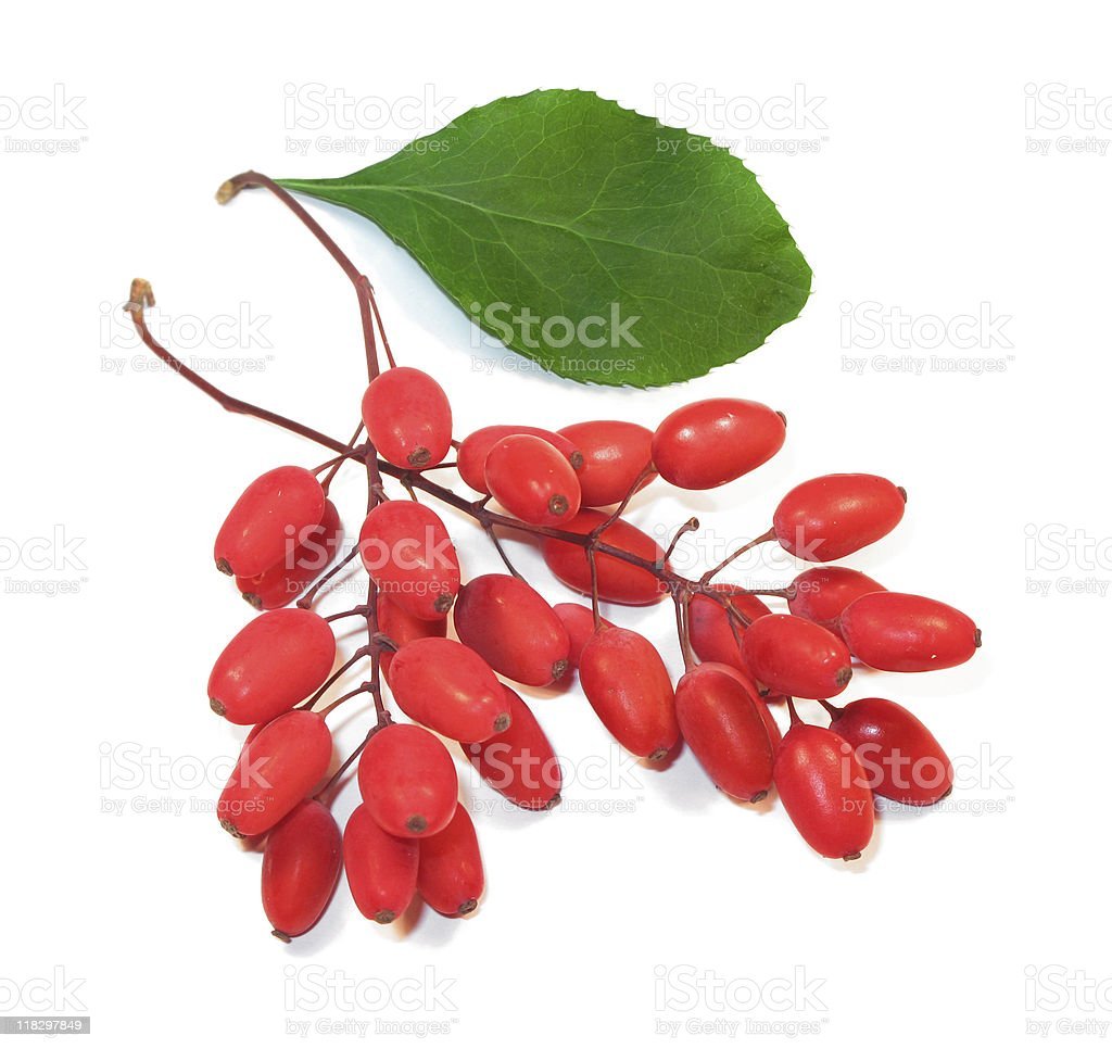 Барбарис ягоды