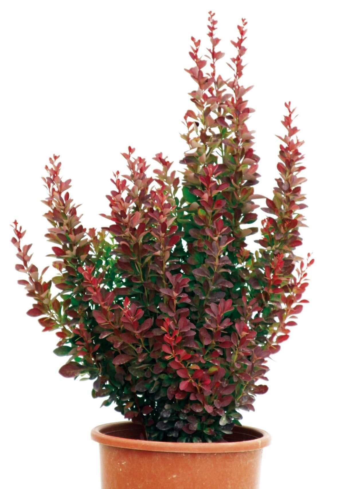 Барбарис Тунберга