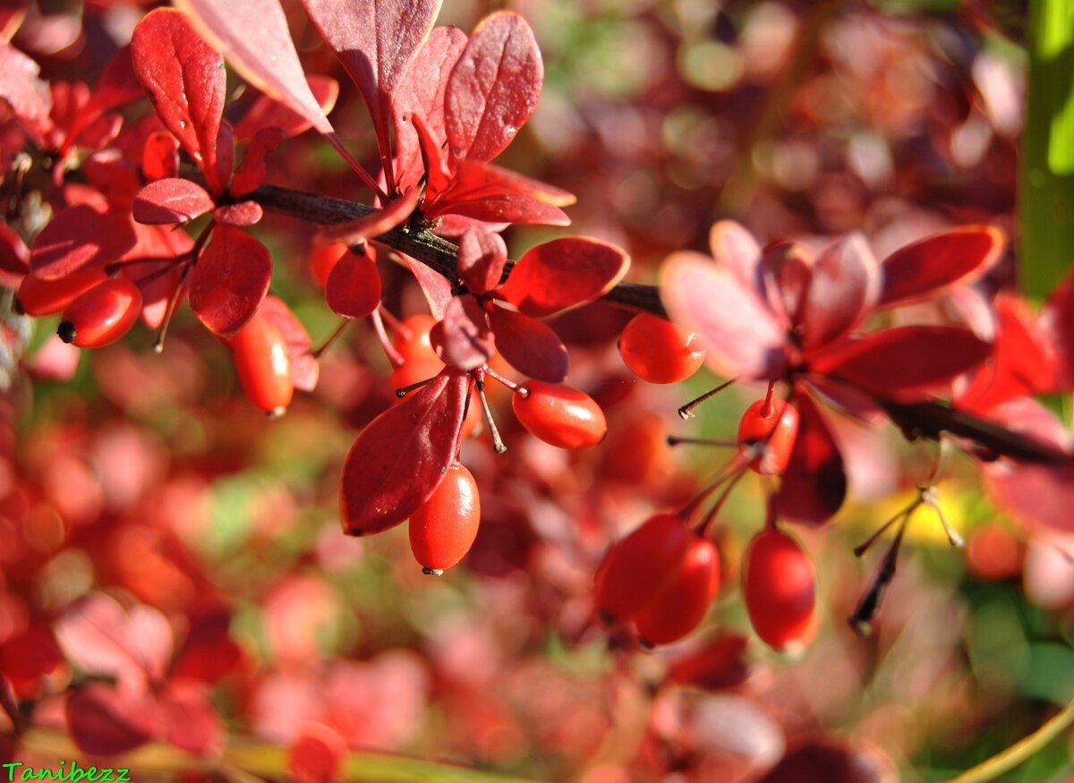 Барбарис Зибольда осенью