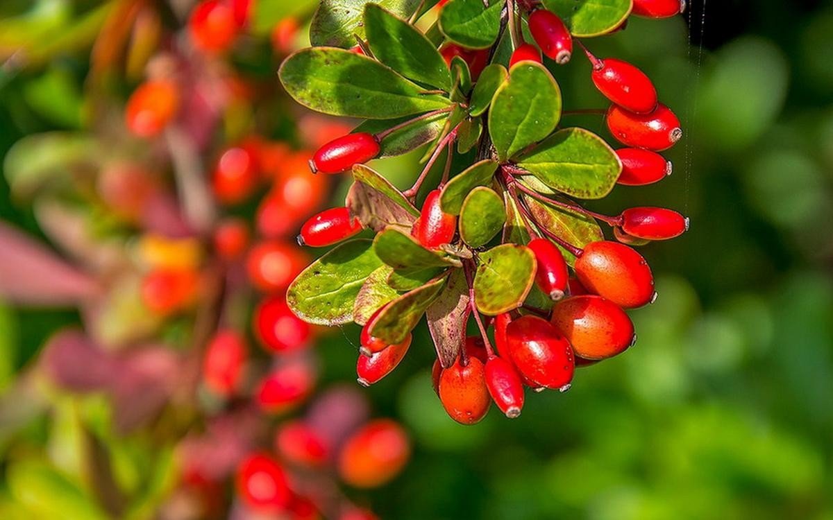 Барбарис обыкновенный Berberis vulgaris