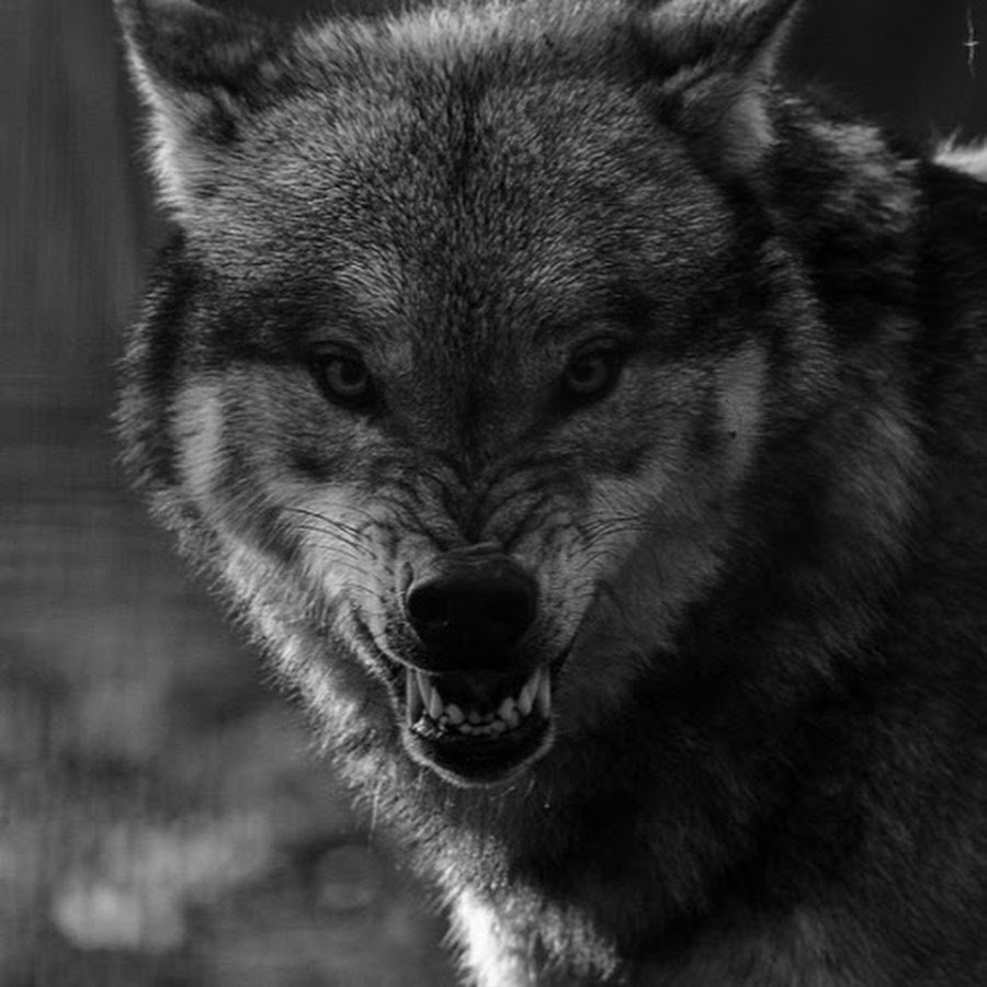 Волк оскал