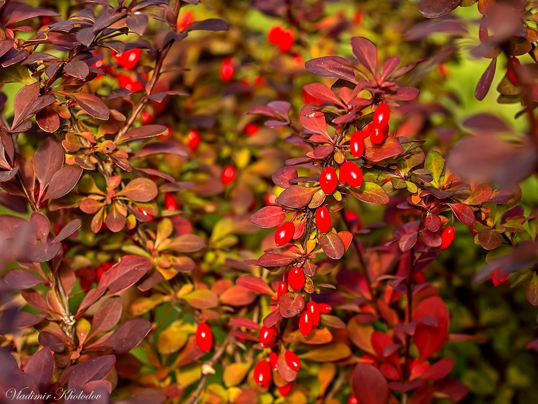 Барбарис монетчатый