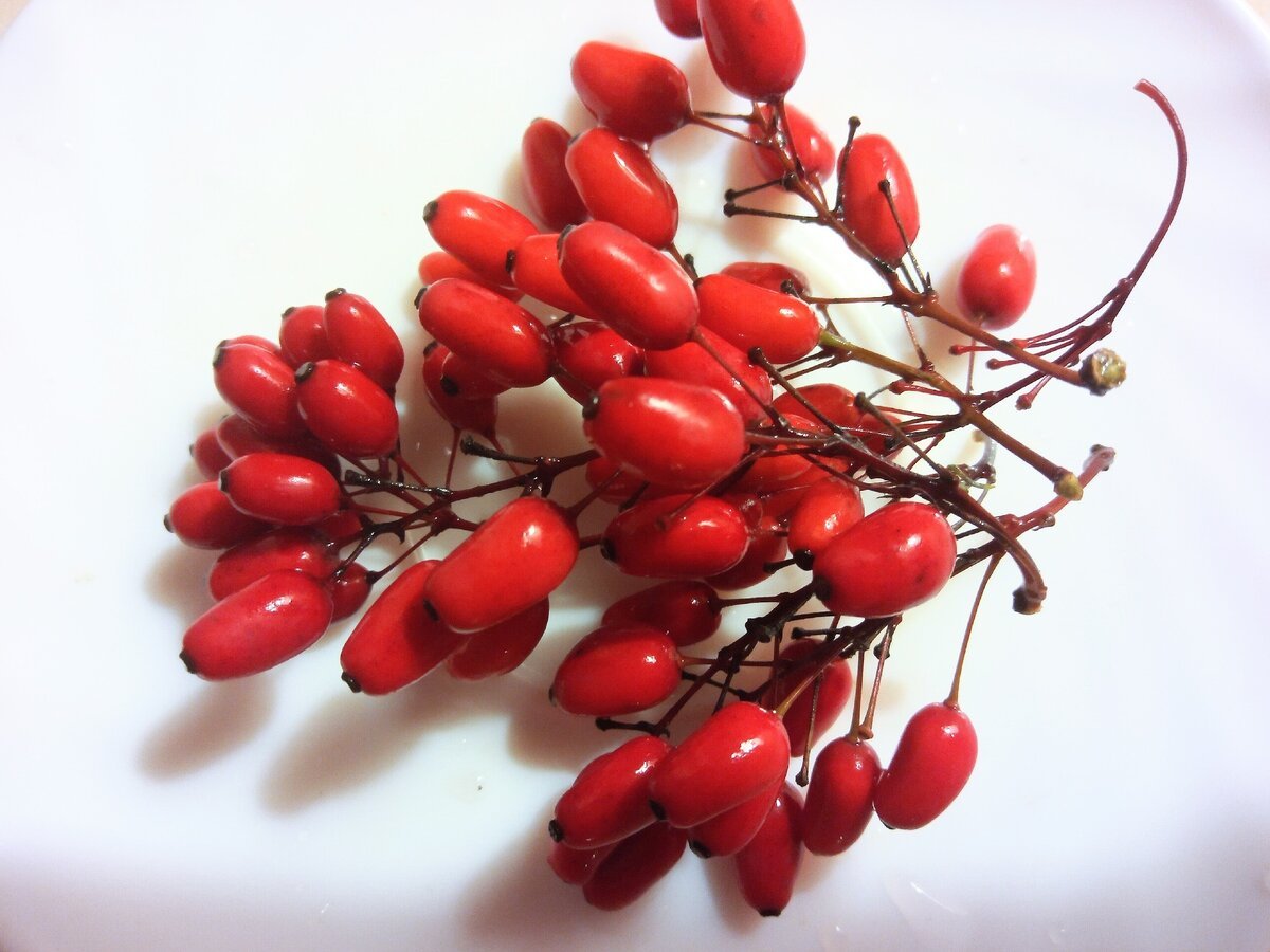 Барбарис шаровидноплодный (Berberis heteropoda)