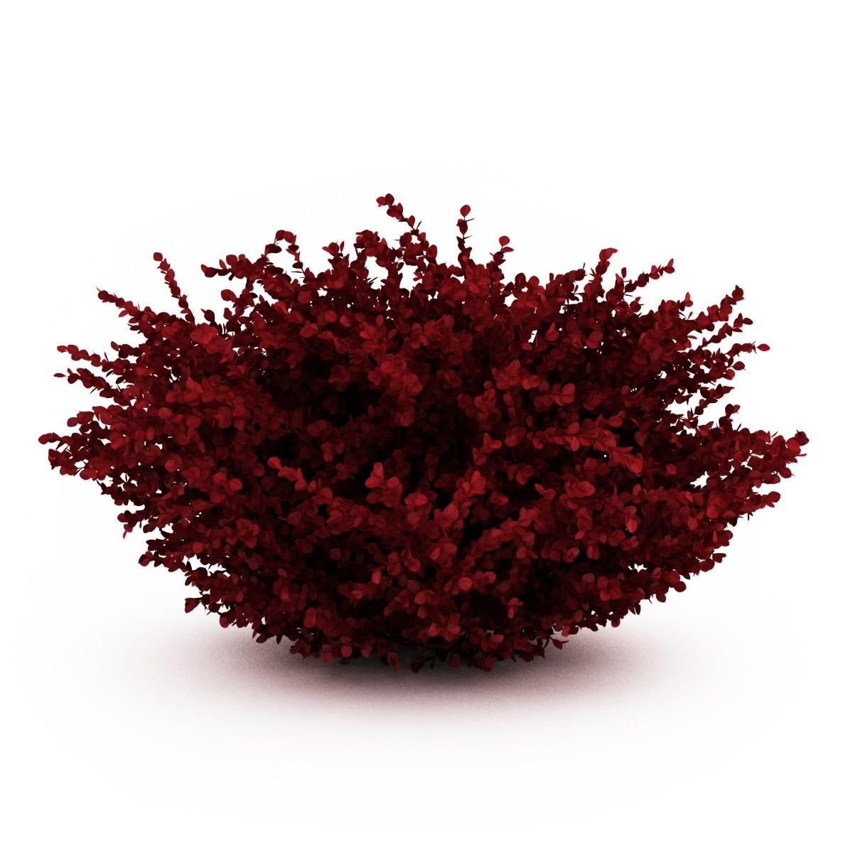 Барбарис Тунберга Атропурпуреа