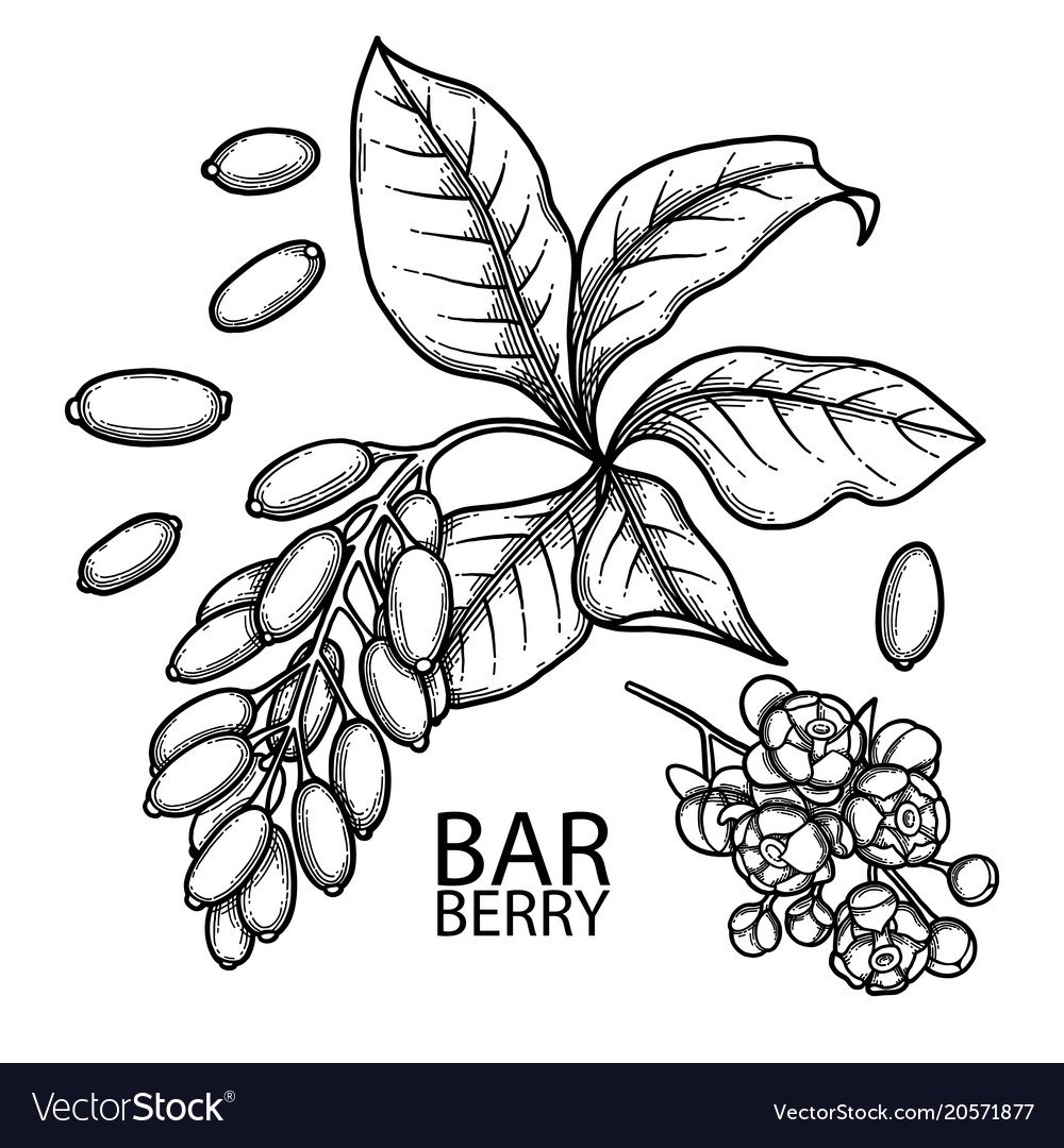 Барбарис рисунок для раскрашивания