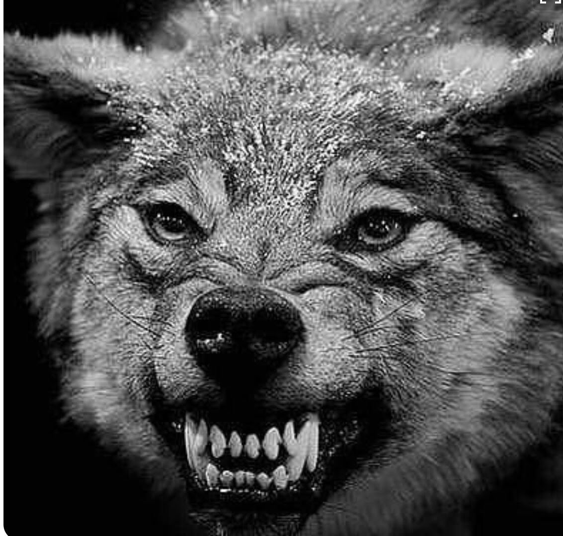 Свирепый волк