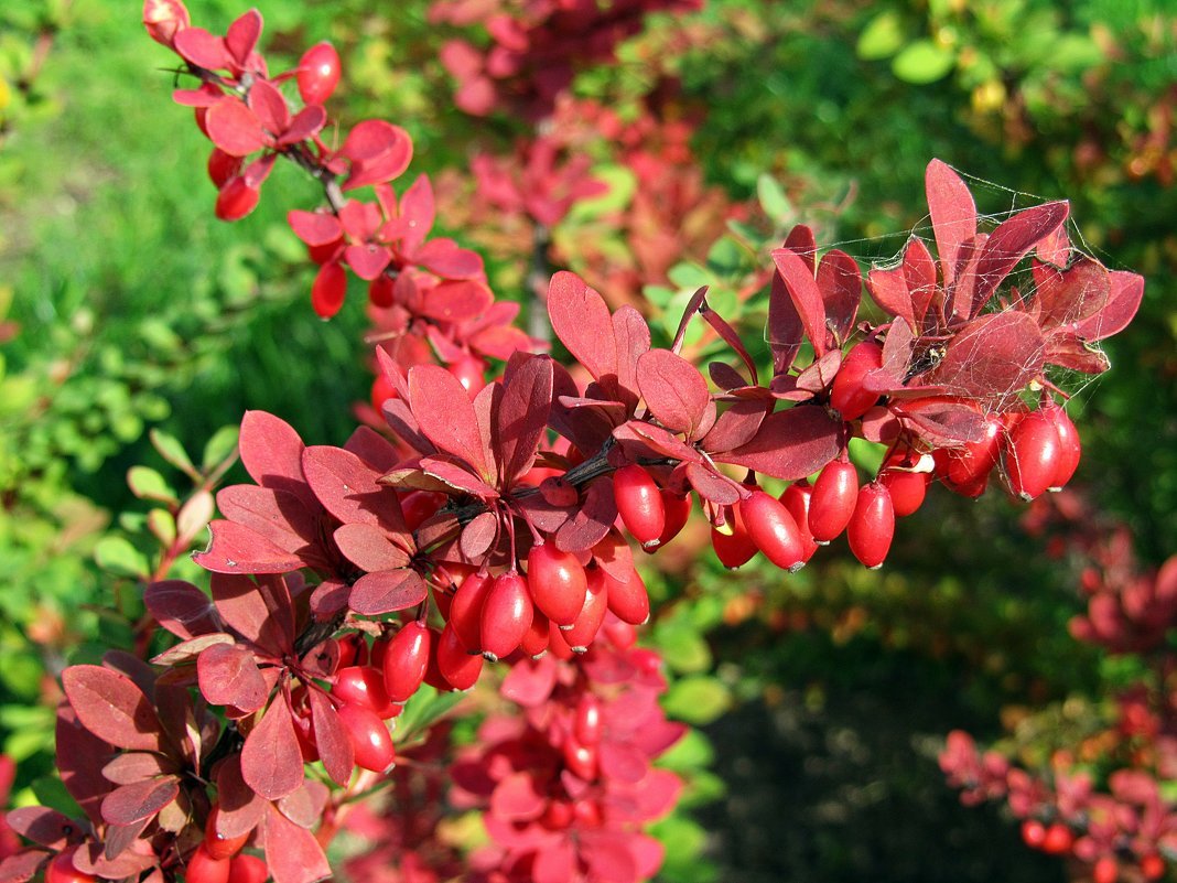 Барбарис оттавский Суперба