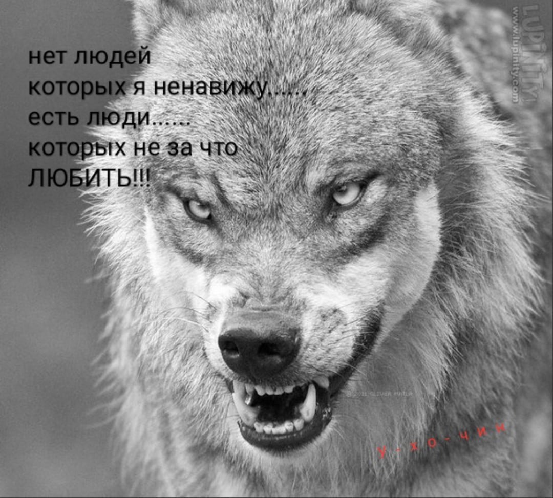 Волк оскал арт