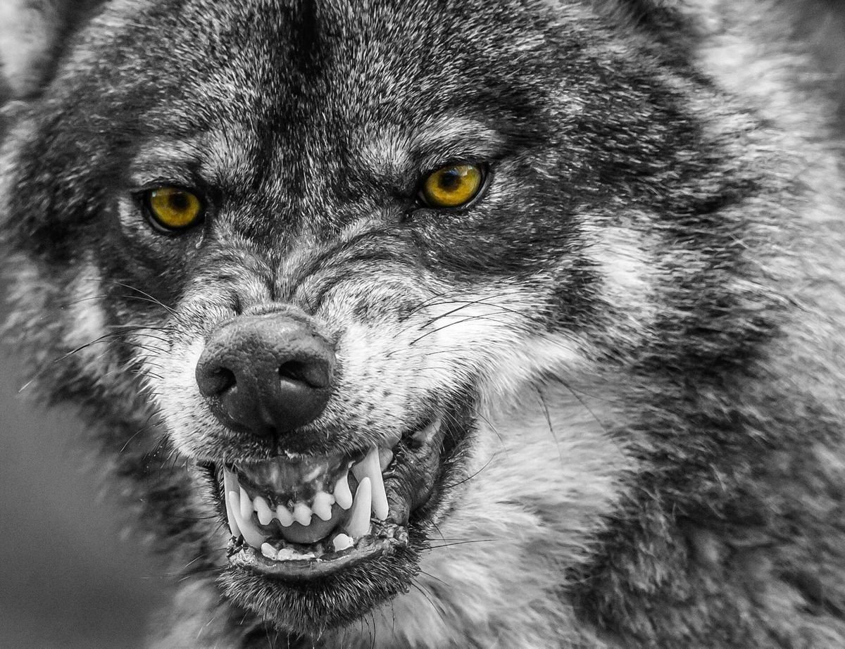 Агрессивный волк