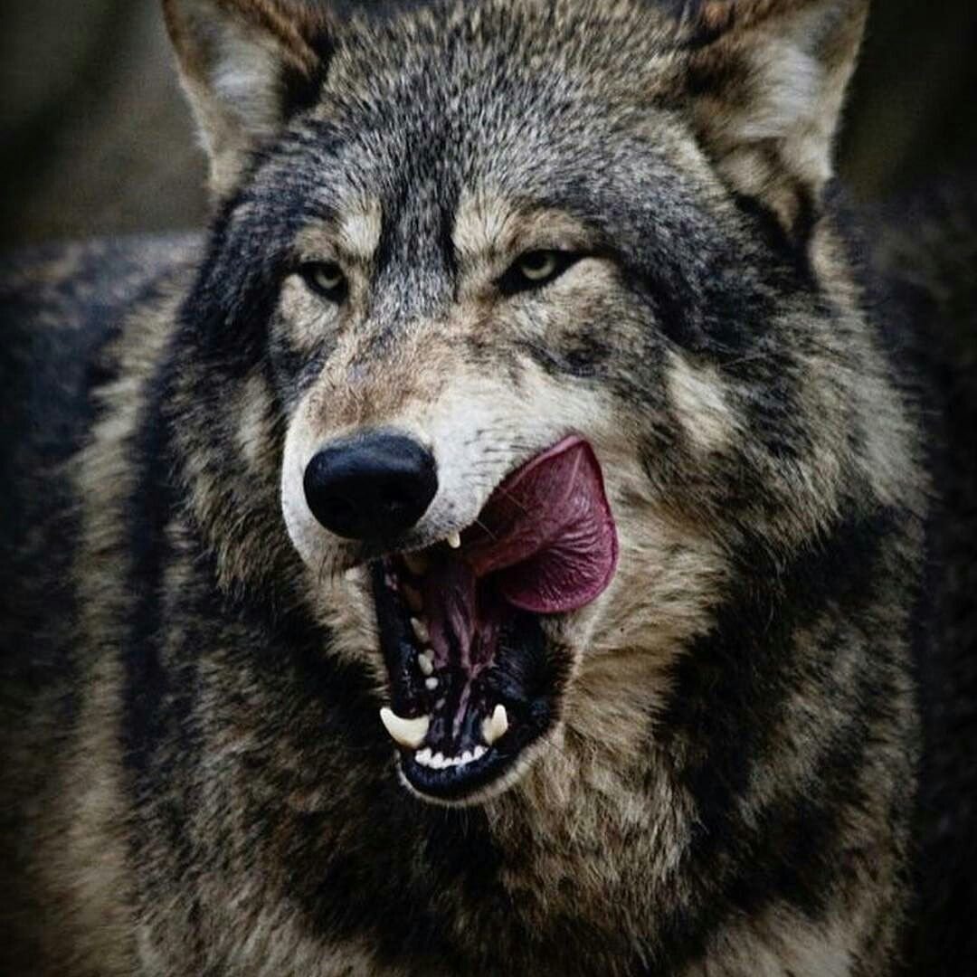 Волк скалит зубы