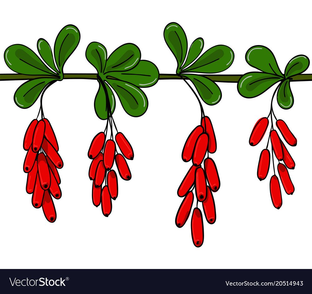 Мультяшный Барбарис