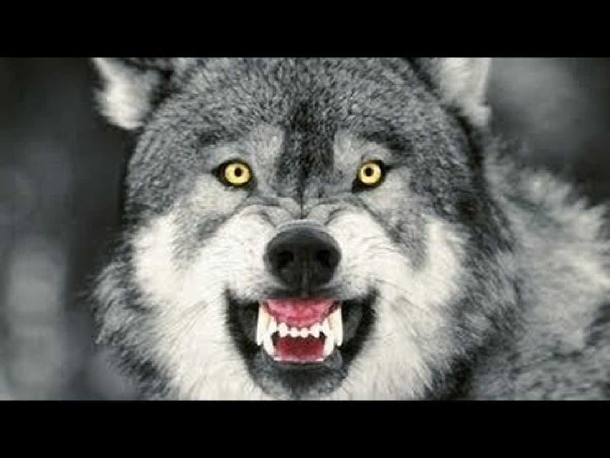 Оскал волка сбоку