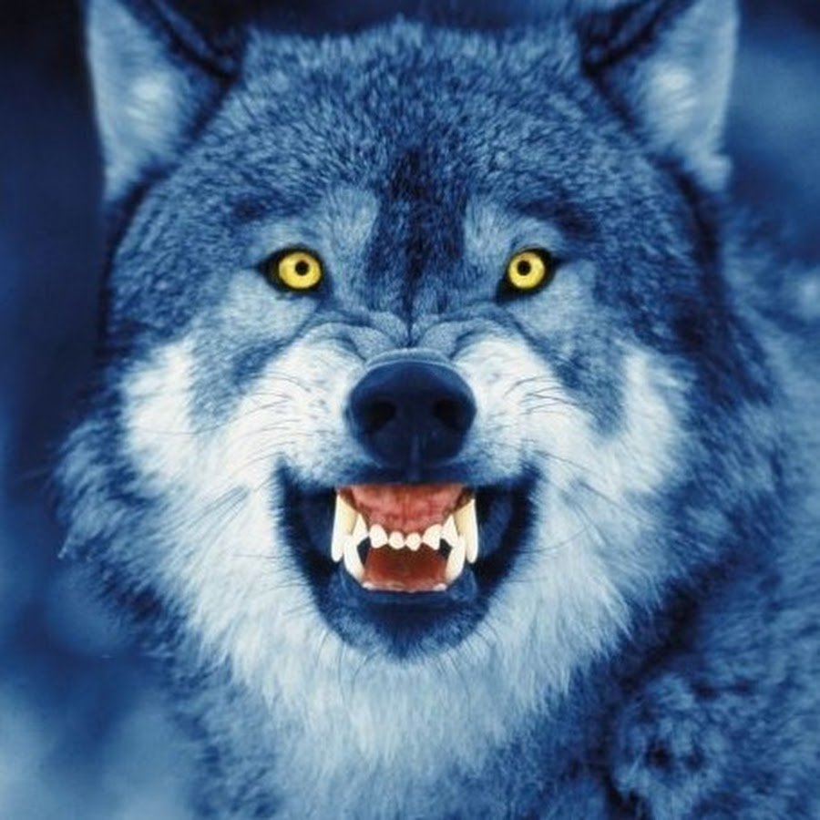 Волк рычит