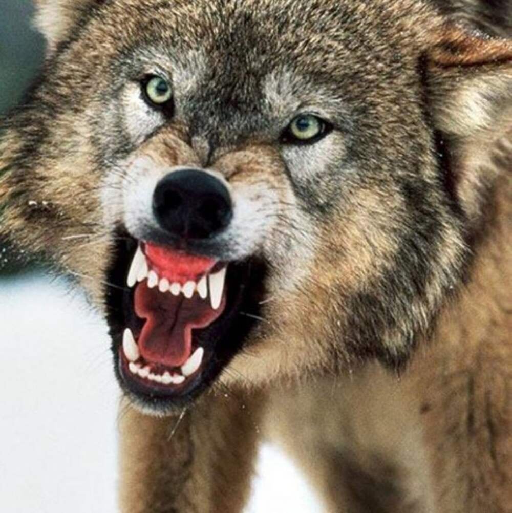 Оскал волка с закрытой пастью
