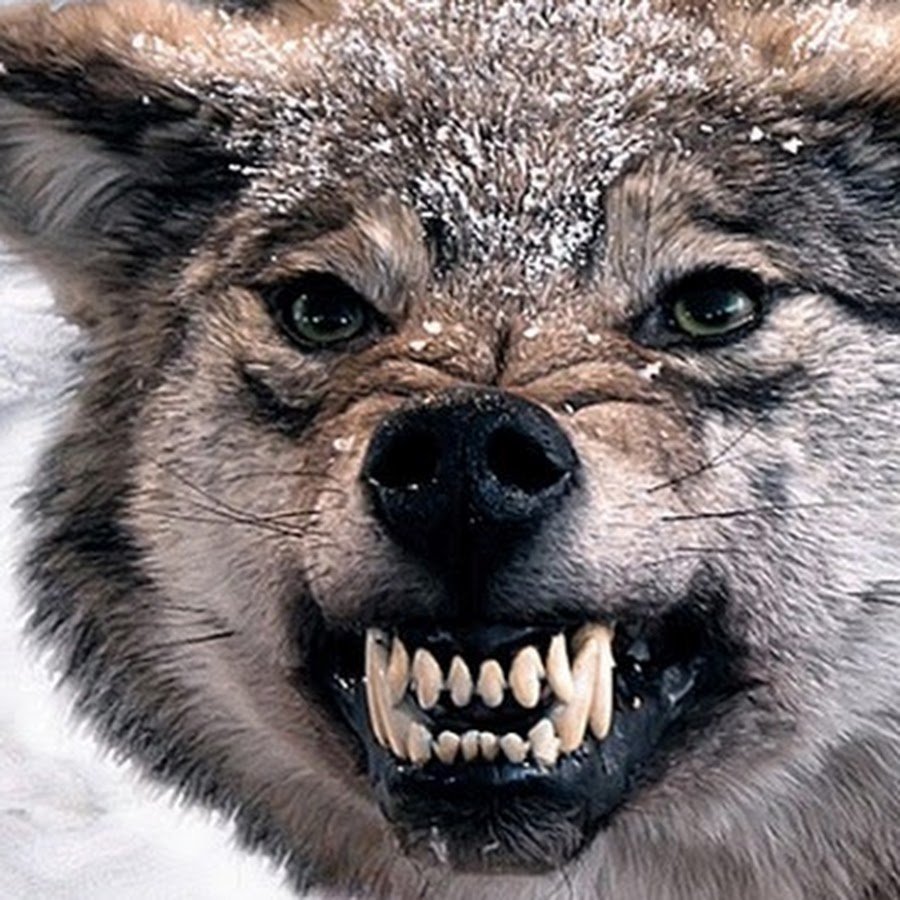 Волк скалится