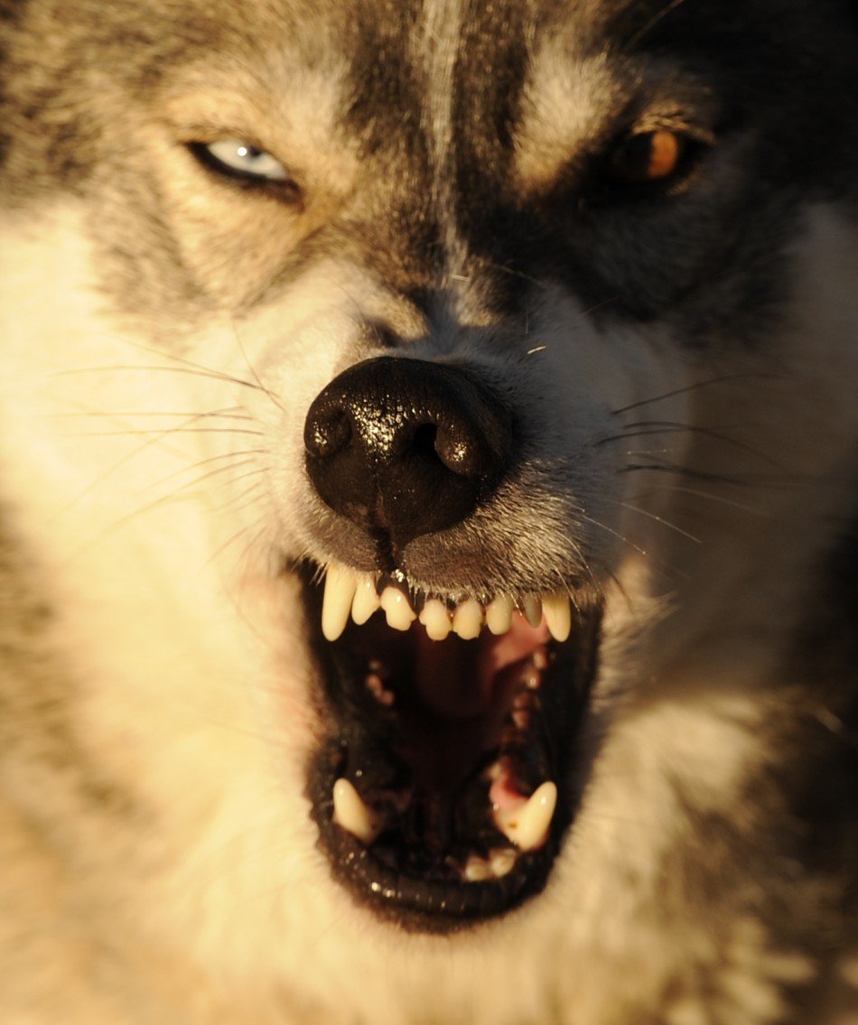 Голова волка на черном фоне