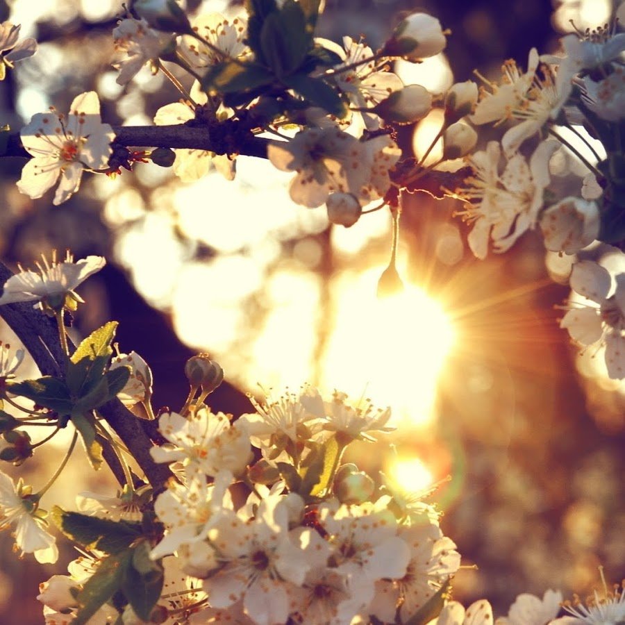 Весна Эстетика