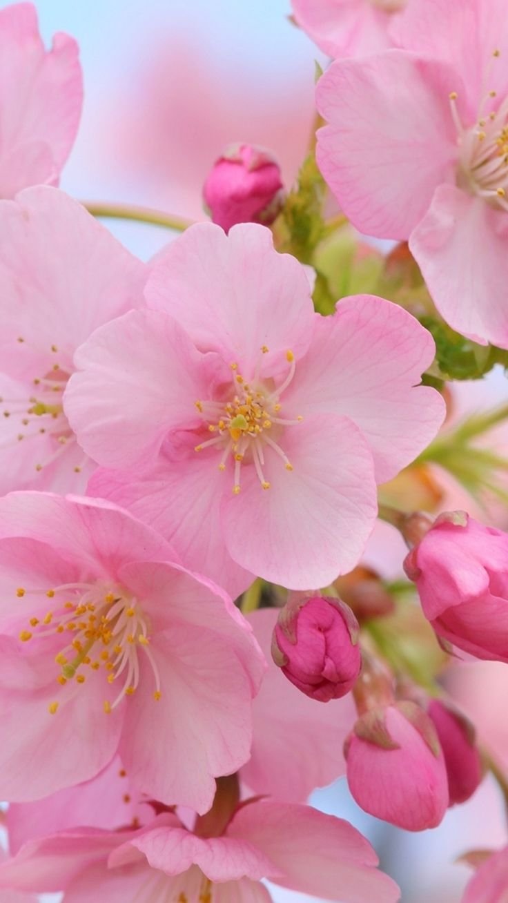 Весенние цветы